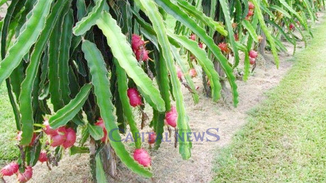 Dragon Fruit Revolution: Barind Farmers Reap Higher Profits
