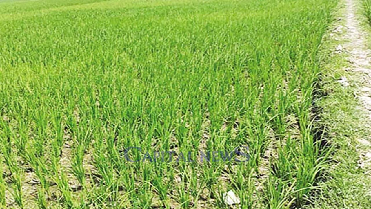 Iran War Sends Shockwaves Through Global Agriculture